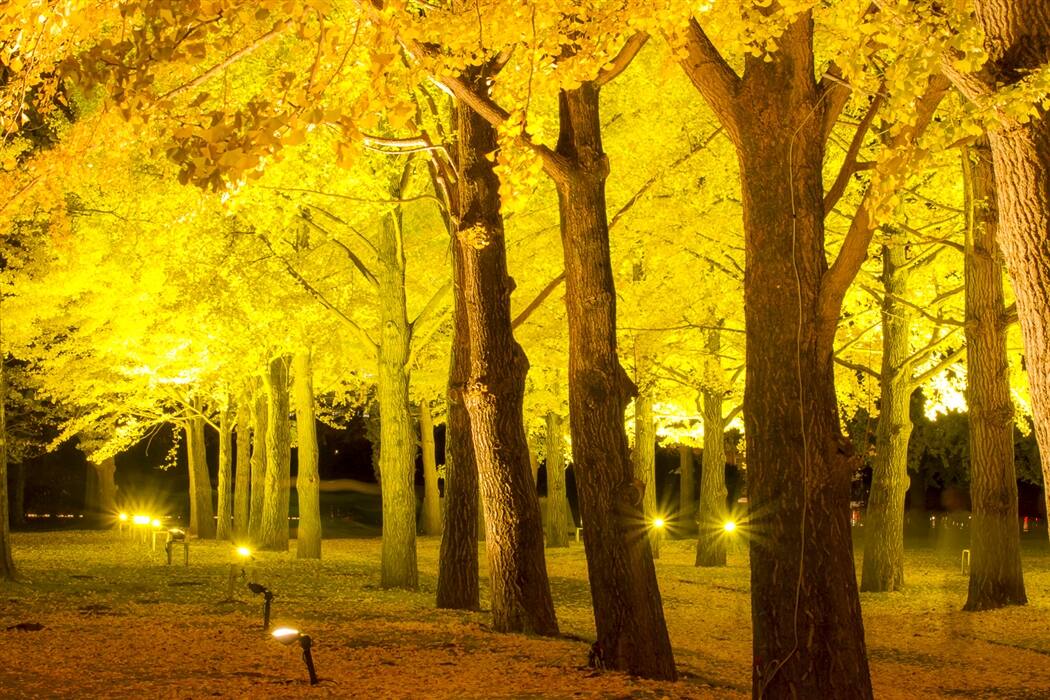 茨城県立歴史館のイチョウ並木